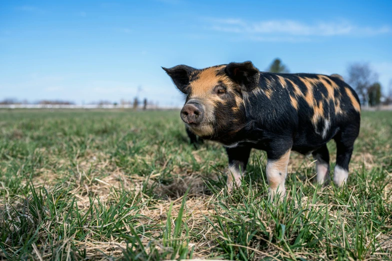 a pig that is standing in the grass, gazing off into the horizon, central farm, astri lohne, mixed animal