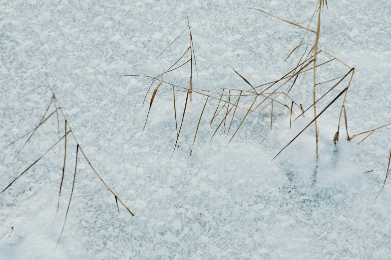 a red fire hydrant sitting on top of snow covered ground, an album cover, inspired by Arthur Burdett Frost, trending on pexels, land art, bullrushes, close-up print of fractured, tiny sticks, thumbnail