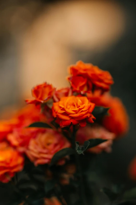 a bunch of orange flowers sitting on top of a table, by Robbie Trevino, unsplash contest winner, small red roses, dynamic closeup, with soft bushes, dark