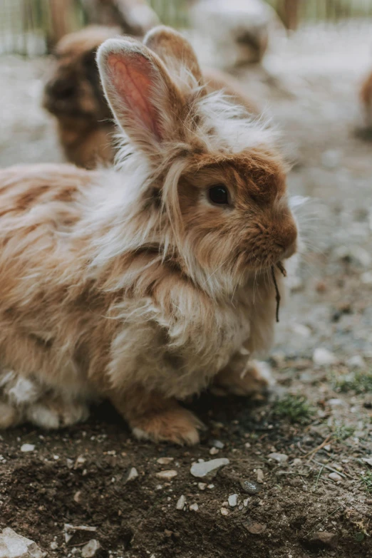 a rabbit that is standing in the dirt, unsplash, renaissance, long fluffy fur, slightly pixelated, wet skin and windblown hair, instagram post