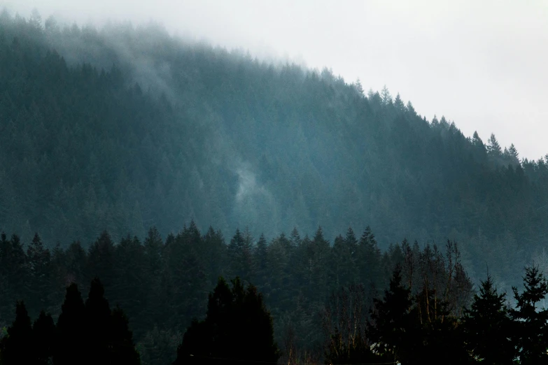 a herd of sheep standing on top of a lush green hillside, an album cover, inspired by Elsa Bleda, pexels contest winner, vancouver school, dark pine trees, observed from afar in the fog, ominous! landscape of north bend, seen from a distance