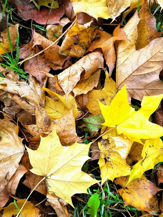 a bunch of yellow leaves laying on the ground, unsplash, multiple stories, 15081959 21121991 01012000 4k