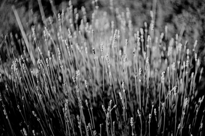 a black and white photo of some grass, a black and white photo, inspired by Ansel Adams, pexels, art photography, lavender flowers, golden hour intricate, fine art print, gardening