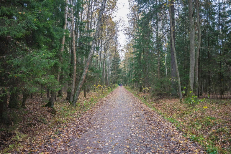 a person riding a bike down a path in the woods, by Maksimilijan Vanka, infinitely long corridors, yeg, autumn leaves on the ground, evergreen forest