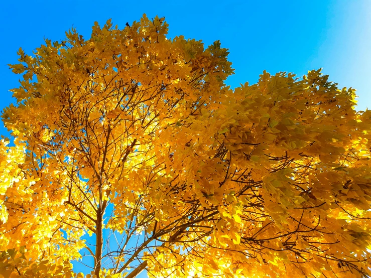 a tree with yellow leaves against a blue sky, by Carey Morris, pexels, god. dramatic gold blue lighting, high definition screenshot, from wheaton illinois, chartreuse and orange and cyan
