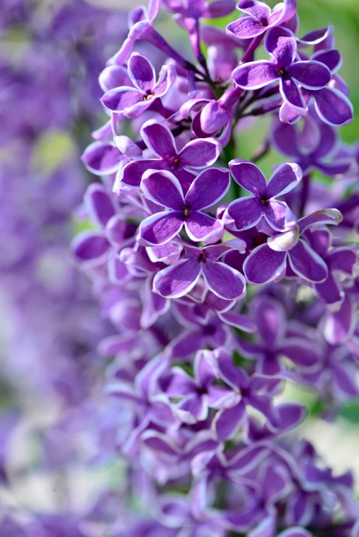 a close up of a bunch of purple flowers, hanging, zoomed in, best selling, tall