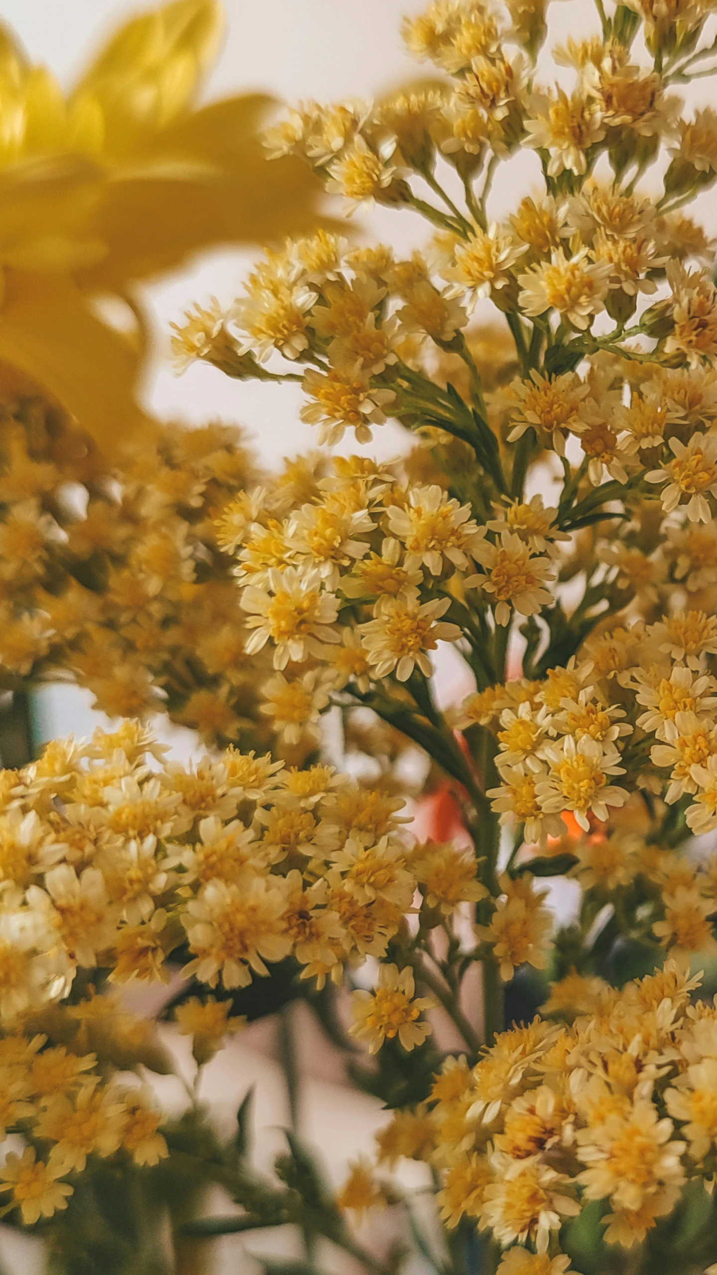 a bunch of yellow flowers sitting on top of a table, by Carey Morris, pexels, rococo, taken in the early 1990s, gypsophila, ari aster, over-shoulder shot