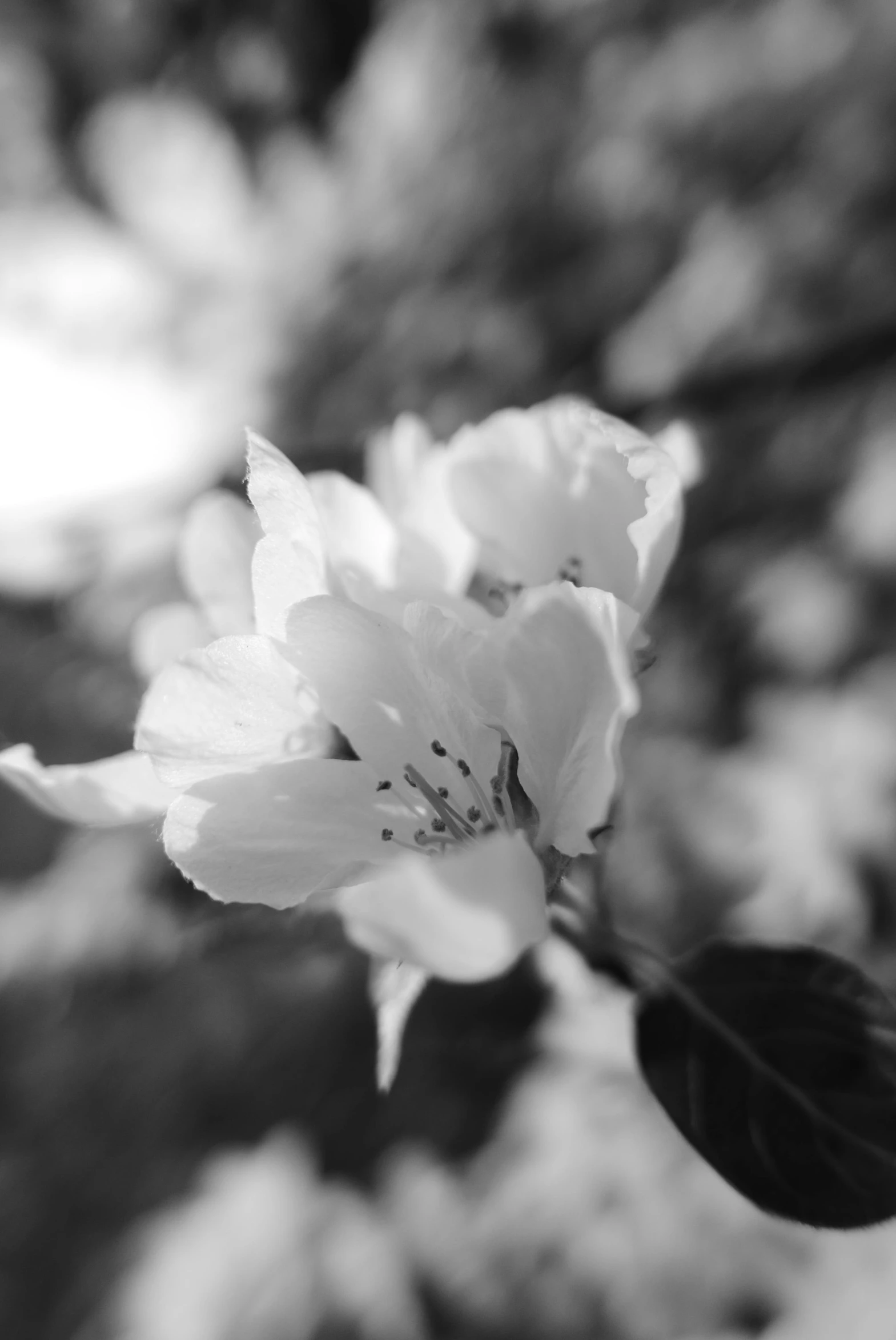 a black and white photo of a flower, by Ai-Mitsu, apple blossoms, light bloom sunlight, ((portrait)), --n 6