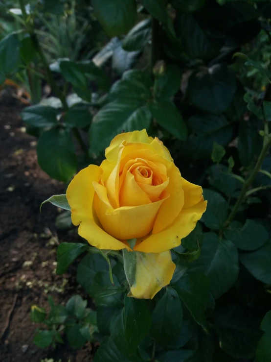 a yellow rose blooming in a garden, 🐿🍸🍋, from the front, frontal pose, viewed from a distance