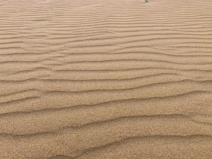 a bird sitting on top of a sandy beach, inspired by Andreas Gursky, unsplash, land art, victorian arcs of sand, honey ripples, highly detailed # no filter, pareidolia