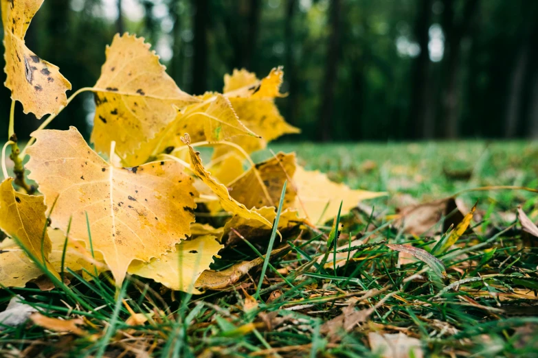 a bunch of yellow leaves laying on the ground, a photo, by Maksimilijan Vanka, unsplash, fan favorite, grassy autumn park outdoor, hyperdetailed, photo realistic image