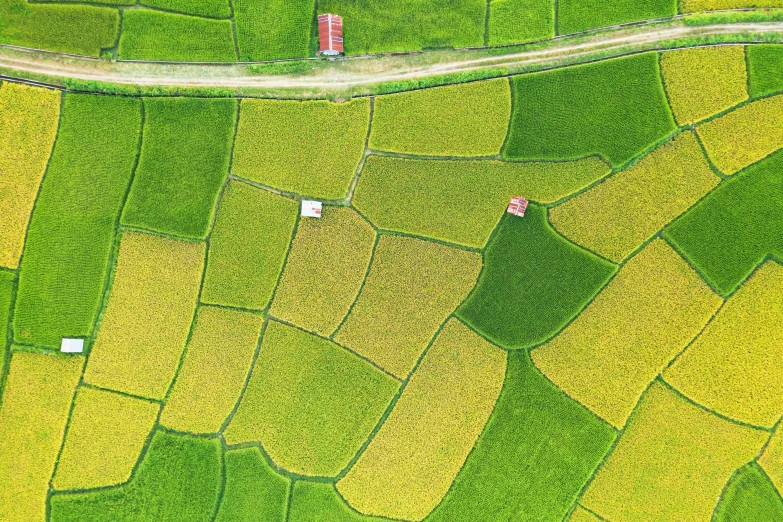 a bird's eye view of a green field, by Yasushi Sugiyama, unsplash, color field, vietnam, square, highly detailed image, thumbnail