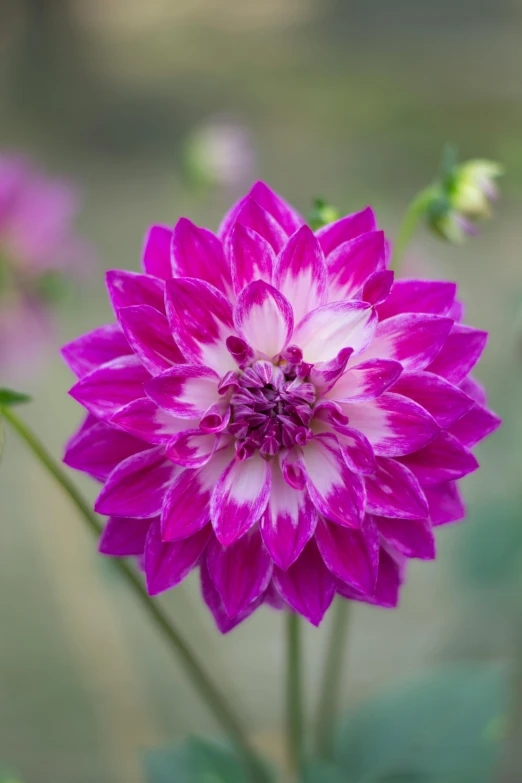 a close up of a purple and white flower, arabesque, dahlias, vibrant pink, evening starlight, waist up