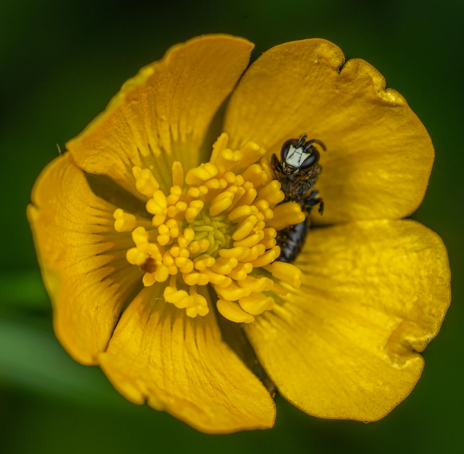 a bee sitting on top of a yellow flower, a macro photograph, by Jim Nelson, buttercups, two male, high quality photo, firefly