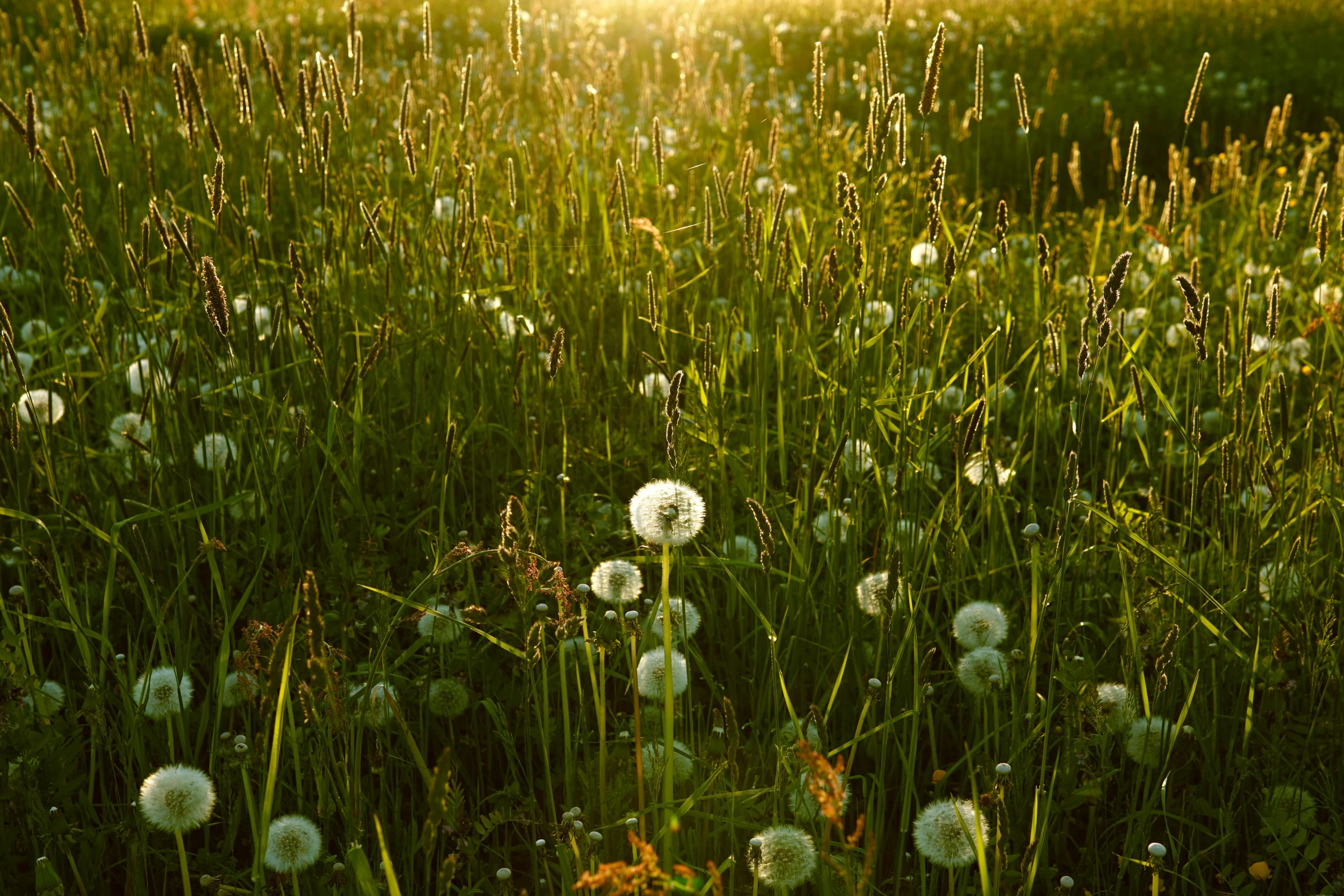 a field filled with lots of tall grass, inspired by Elsa Bleda, unsplash, dandelions, late afternoon sun, on a green lawn, puffballs