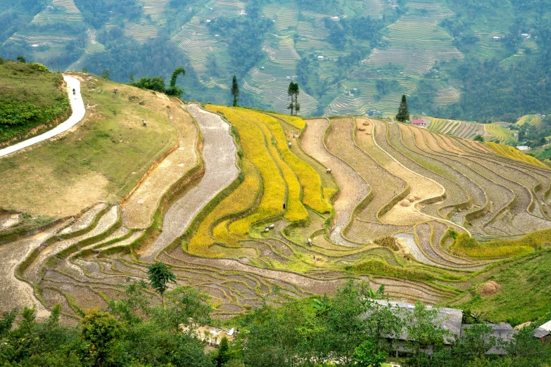 a group of people standing on top of a lush green hillside, pexels contest winner, land art, staggered terraces, rice, shades of gold display naturally, grey
