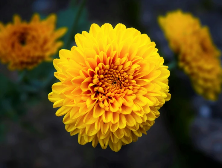 a close up of a yellow flower with green leaves, pexels contest winner, chrysanthemum eos-1d, yellow orange, colors: yellow, marigold flowers