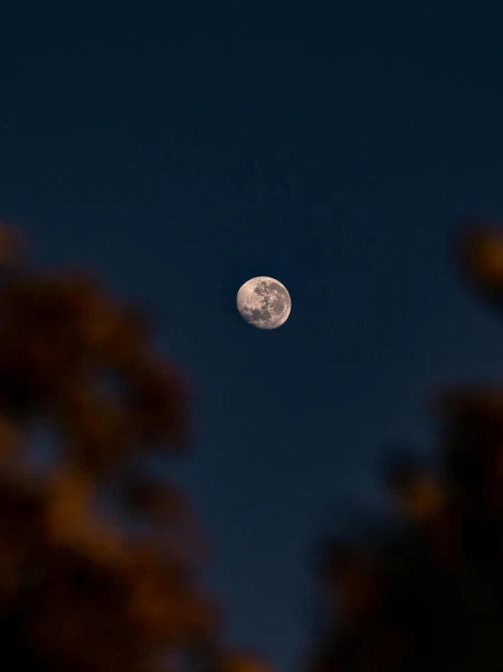 a full moon is seen through the trees, unsplash, hurufiyya, thumbnail, ilustration, late summer evening, 8k 50mm iso 10