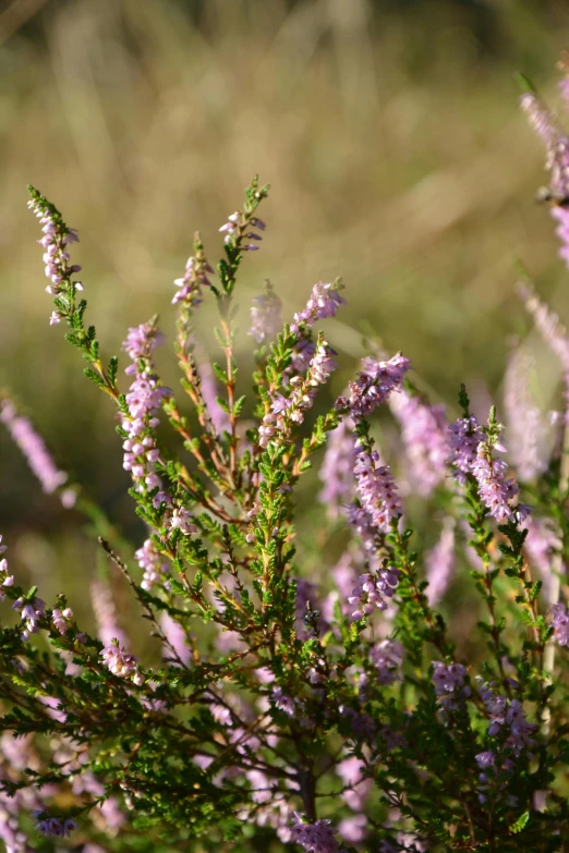 a bunch of purple flowers sitting on top of a lush green field, willow plant, caledonian forest, exterior, blush