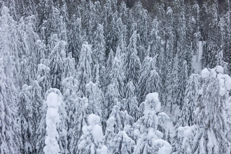 a man riding a snowboard down a snow covered slope, inspired by Ansel Adams, pexels, process art, forest. white trees, seen from straight above, ominous! landscape of north bend, hdr detail