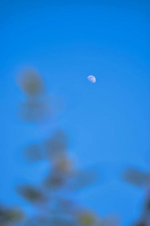 a full moon is seen through the trees, by Neil Blevins, blue blurred, medium format. soft light, the apple and the moon, midday photograph