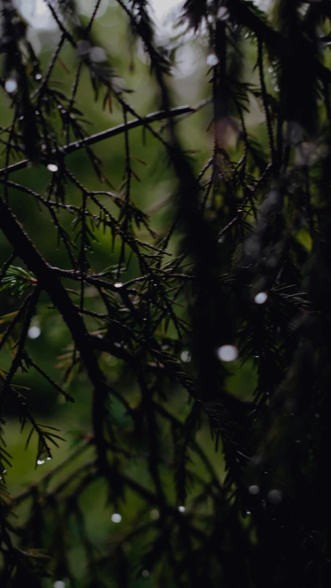 a bird perched on a tree branch in the rain, an album cover, unsplash, hurufiyya, dense coniferous forest. spiders, low quality footage, shot on sony a 7, ((trees))