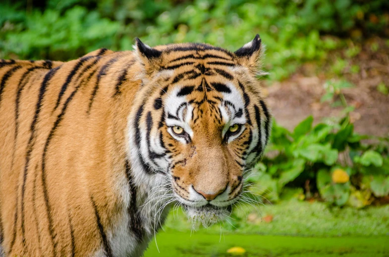 a tiger walking across a lush green field, a portrait, pexels contest winner, avatar image, concerned expression, ready to eat, scientific photo