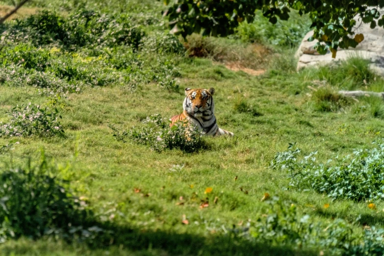 a tiger sitting on top of a lush green field, pexels contest winner, 🦩🪐🐞👩🏻🦳, ground level shot, sunday afternoon, an intruder