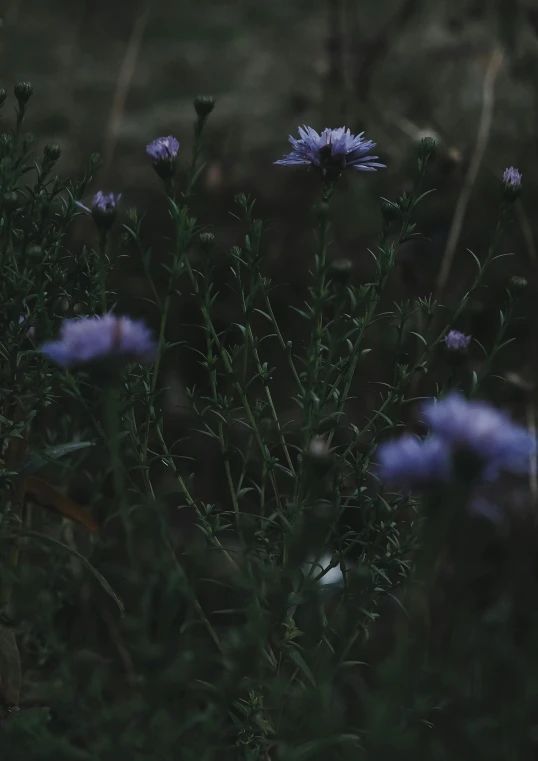 a bunch of purple flowers sitting on top of a lush green field, inspired by Elsa Bleda, unsplash, antipodeans, moody night lighting, muted color (blues, photography of todd hido, dark aesthetic