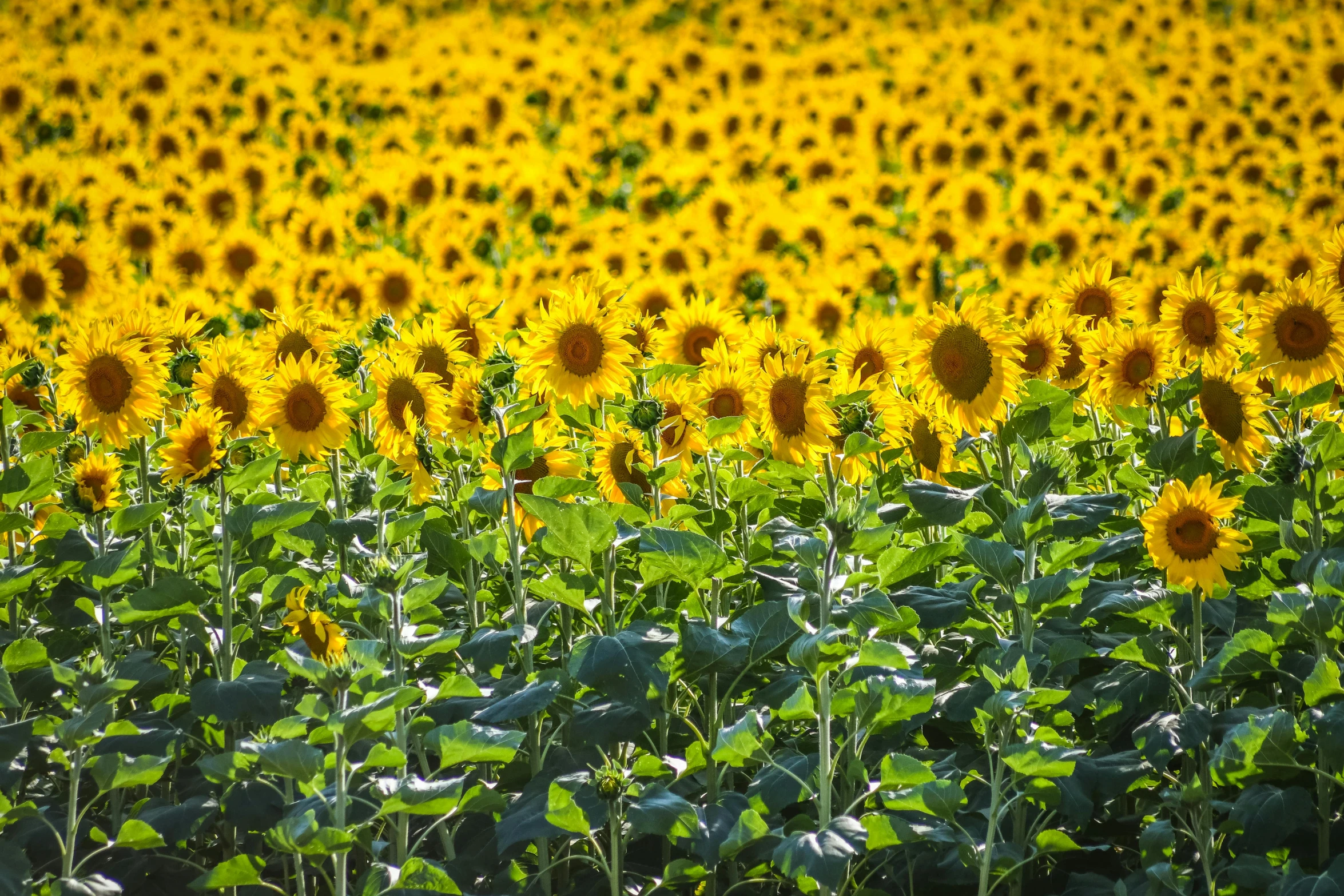 a field of sunflowers on a sunny day, 1024x1024, fan favorite, panoramic, fujifilm”