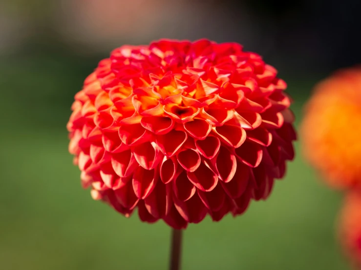 a close up of a red and yellow flower, pexels contest winner, arabesque, dahlias, small depth of field, made of glazed, ready to eat