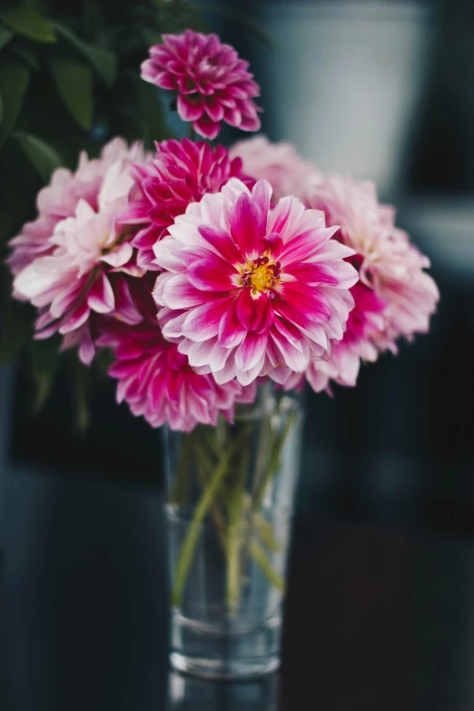 a vase filled with pink flowers on top of a table, a still life, unsplash, dahlias, close - up photograph, tall, highly polished