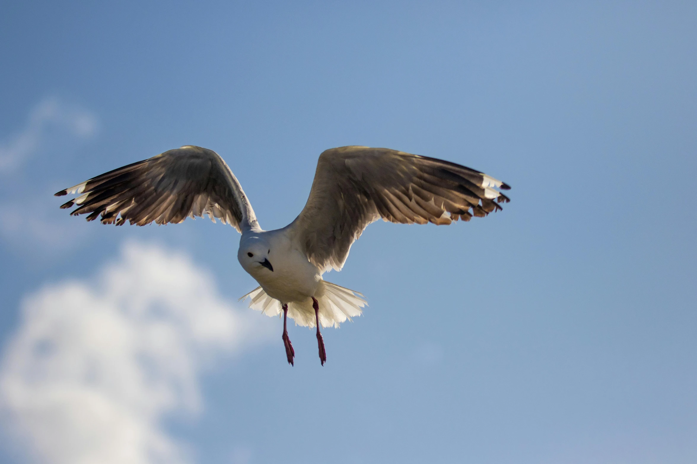 a bird that is flying in the sky, a portrait, pexels contest winner, arabesque, today\'s featured photograph 4k, waving at the camera, 2022 photograph, worms eye view