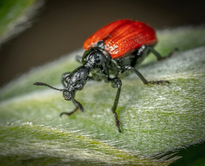 a red and black bug sitting on top of a green leaf, a macro photograph, by Adam Marczyński, pexels contest winner, renaissance, giraffe weevil, high detailed illustration, high resolution print :1 red, a small