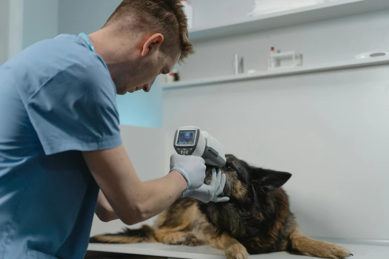 a dog is being examined by a vet, unsplash, bauhaus, thermography, grey, brown, profile image