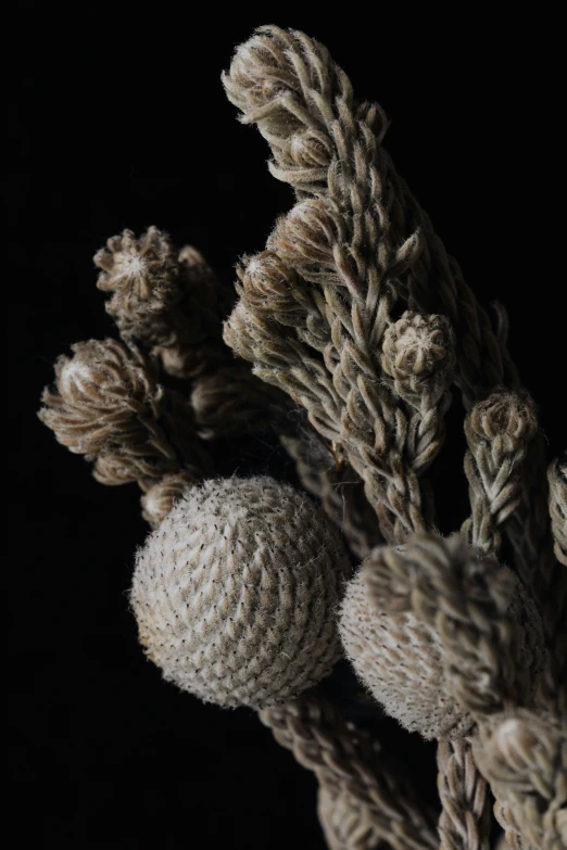 a close up of a bunch of dried flowers, a macro photograph, inspired by Patrick Dougherty, unsplash, renaissance, backscatter orbs, ignant, grey vegetables, high detail photograph