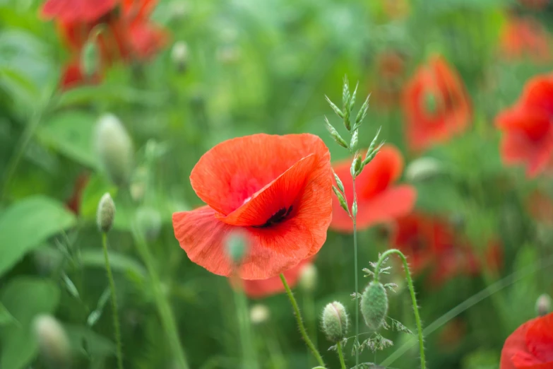 a field filled with lots of red flowers, by Jessie Algie, pexels contest winner, poppy, green bright red, dynamic closeup, soft