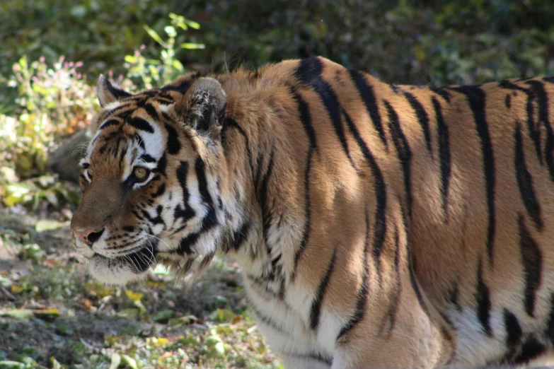 a tiger that is standing in the grass