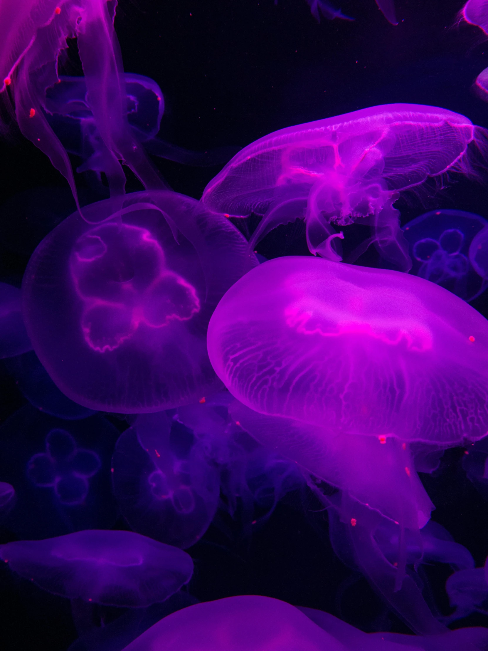 a group of jellyfish swimming under a purple light, purple colour scheme, neuroscience, blacklight aesthetic, pink slime everywhere