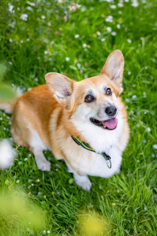 a brown and white dog standing on top of a lush green field, corgi, local conspirologist, neck zoomed in, big smirk