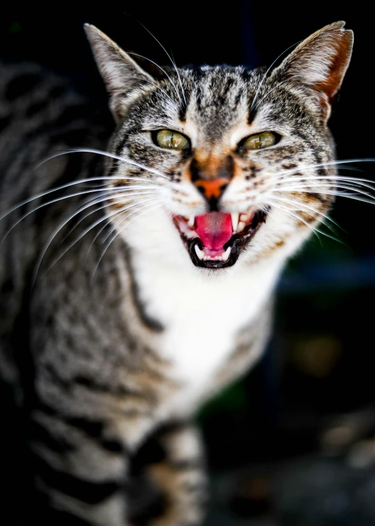 a close up of a cat with its mouth open, by Niko Henrichon, pexels contest winner, threatening pose, multilayer, large)}], clean image