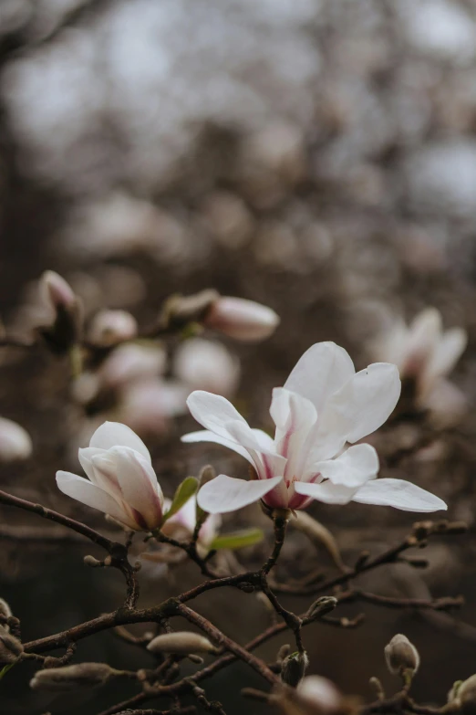 a close up of a flower on a tree, inspired by Elsa Bleda, trending on unsplash, renaissance, magnolia stems, paul barson, background image