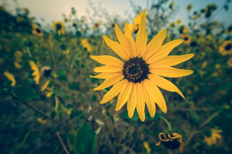 a close up of a sunflower in a field, unsplash, vintage photo, instagram photo, full of yellow flowers flowers, shot on sony a 7