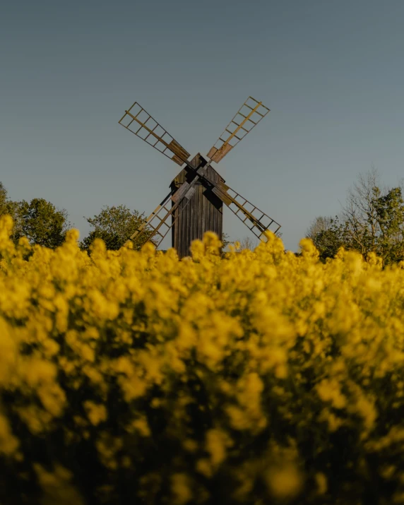 a windmill in a field of yellow flowers, a picture, pexels contest winner, norrlandsskog, album cover, high-quality photo, outside view