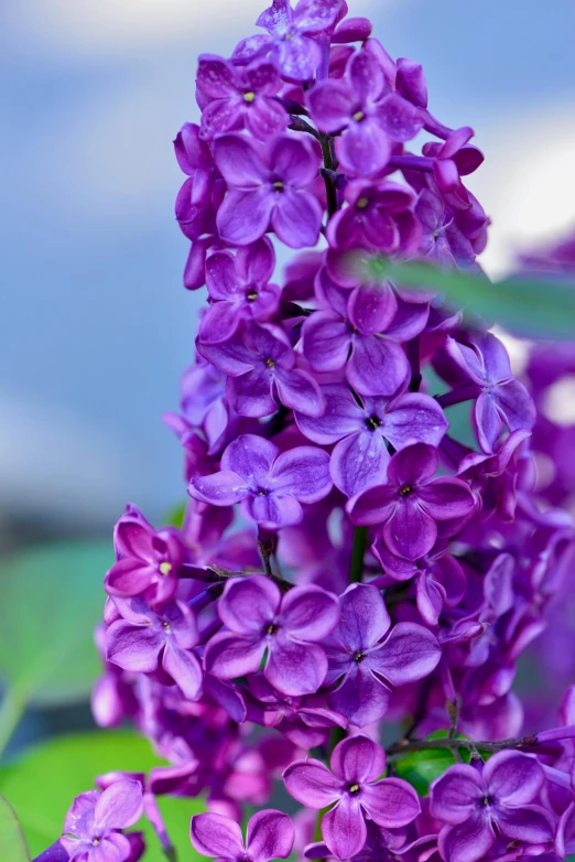 a close up of a bunch of purple flowers, lilacs, no cropping, ((purple))