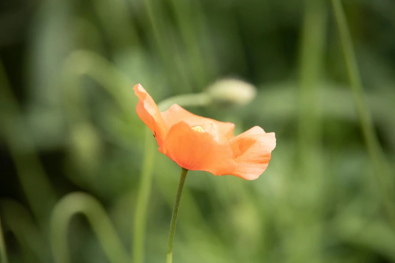 a single orange flower sitting on top of a lush green field, by David Simpson, unsplash, hurufiyya, anemone, medium format. soft light, slightly red, celebration