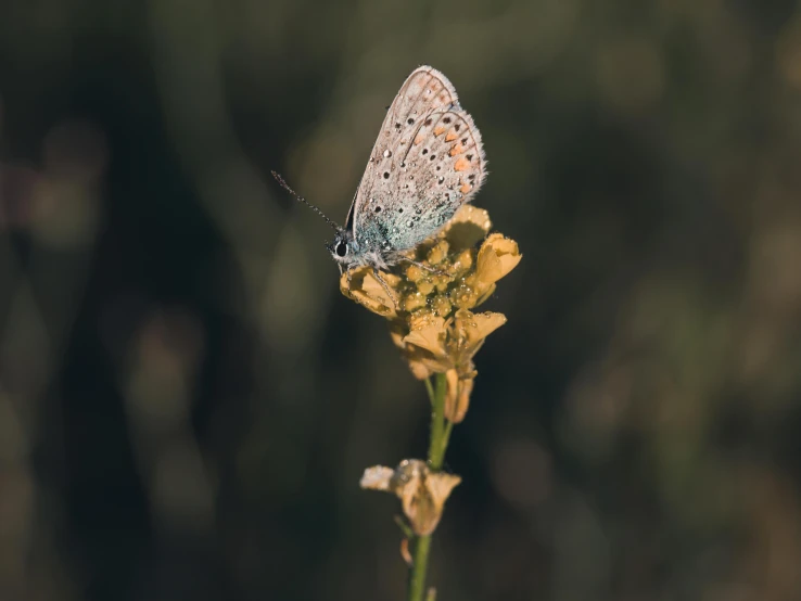 a butterfly sitting on top of a yellow flower, a macro photograph, unsplash contest winner, hurufiyya, light grey blue and golden, alessio albi, medium format. soft light, taken at golden hour