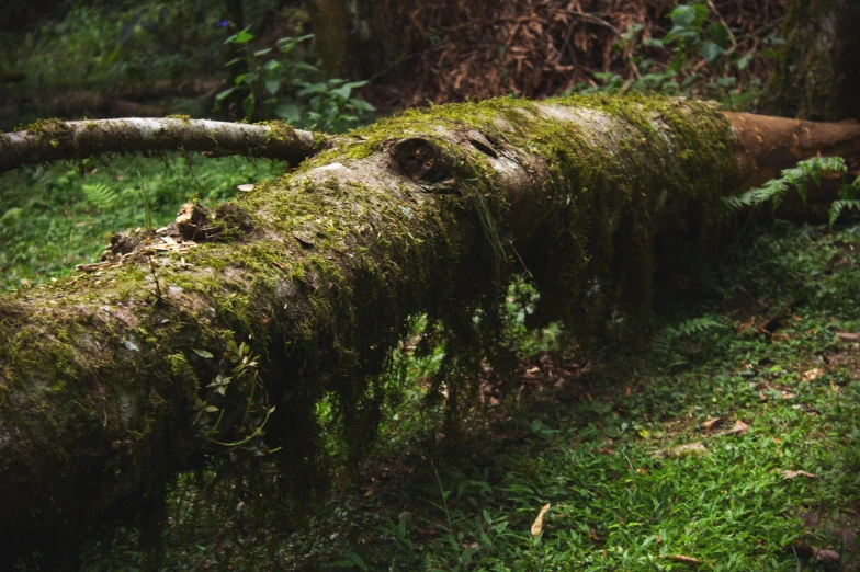 a fallen tree in the middle of a forest, unsplash, land art, mossy trunk, botanic garden, aged 2 5, telephoto shot