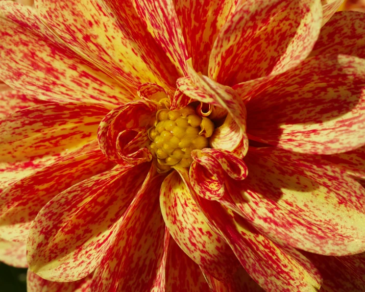 a close up of a red and white flower, red and yellow, mottled coloring, extremely hyper-detailed, golden dappled lighting