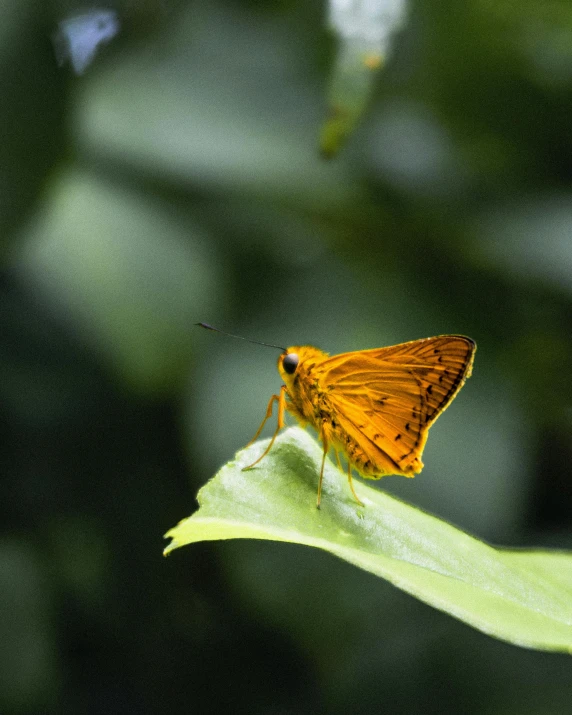 a close up of a butterfly on a leaf, pexels contest winner, yellow-orange, doing a sassy pose, hi-res, museum quality photo